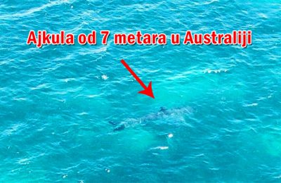 Ajkula u Australiji sedam metara
