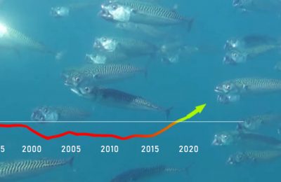 riblja populacija u porastu