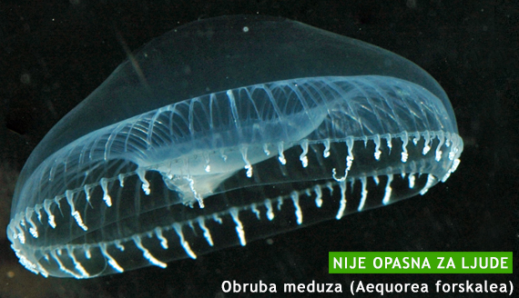 Meduze adriatic Obruba meduza