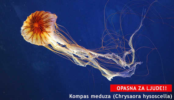 Meduze u Jadranu Kompas meduza jadransko more