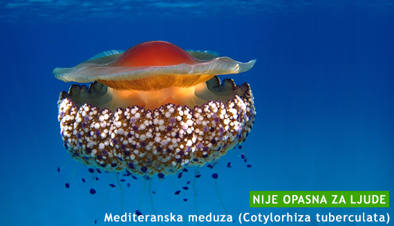 Mediteranska meduza Jadransko more