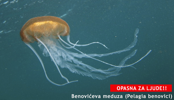 Meduze u Jadranu Benoviceva meduza