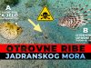 Otrovne ribe jadransko more