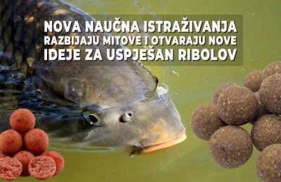 Šaran u vodi pored boila – biljni i animalni mamci za uspješan ribolov