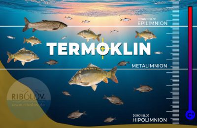 Prikaz epilimniona, termoklin i hipolimniona, važno za razumijevanje strategije ribolova šarana
