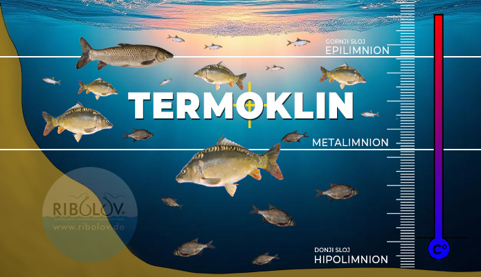 Prikaz epilimniona, termoklin i hipolimniona, važno za razumijevanje strategije ribolova šarana