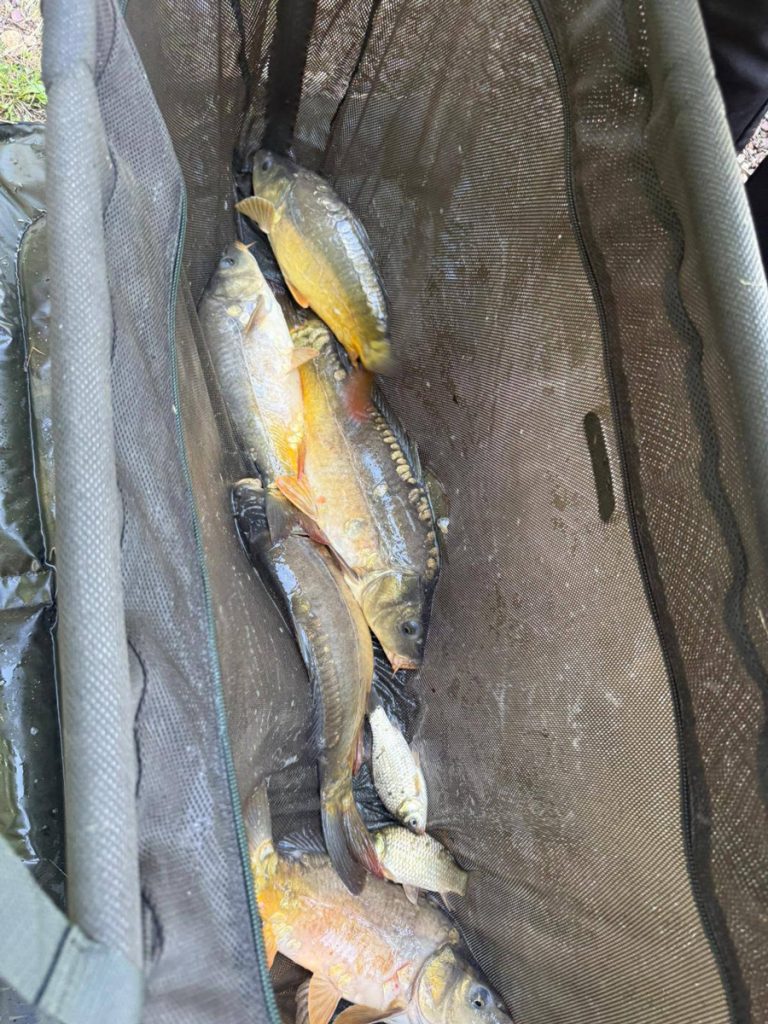 Više šarana i babuški u sakovima pripremljeni za vaganje na ribolovnom natjecanju
