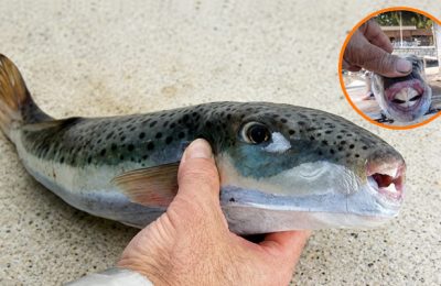 Riba zec (Lagocephalus sceleratus) u rukama ribara u Grčkoj, invazivna i otrovna vrsta koja oštećuje ribarsku opremu