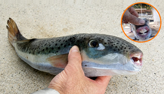 Riba zec (Lagocephalus sceleratus) u rukama ribara u Grčkoj, invazivna i otrovna vrsta koja oštećuje ribarsku opremu